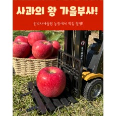 가을사과 [부사]  5kg 12과 [특대]